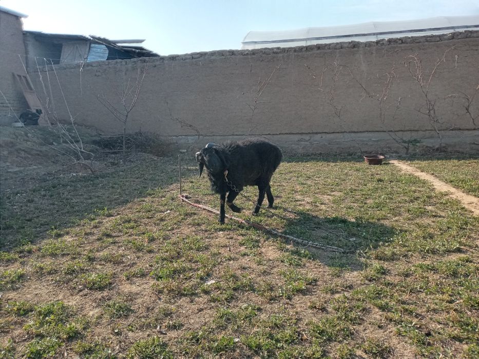 Sotiladi kuchqor zotli o'sishi juda tez