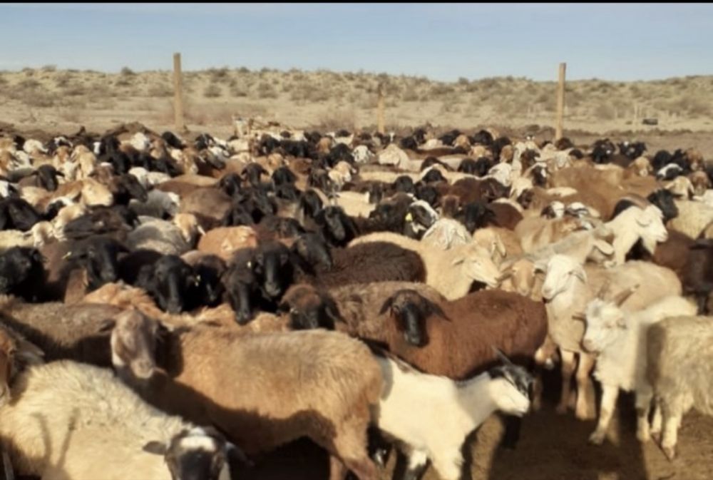 Кой Ешки сатылады