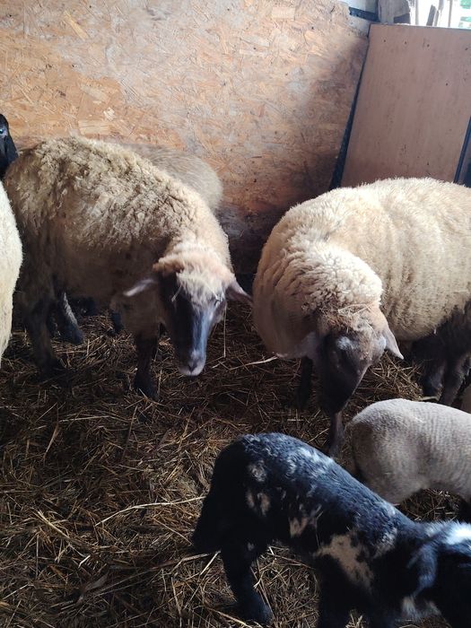 vând 4 oi cu 6 miei metiș-suffolk