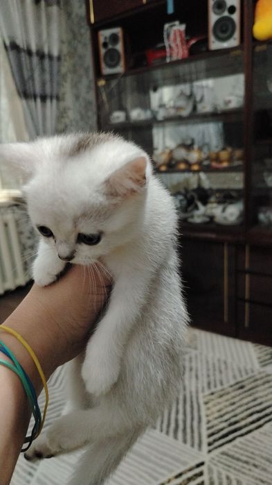 Здоровые красивые породистые умненькие котята