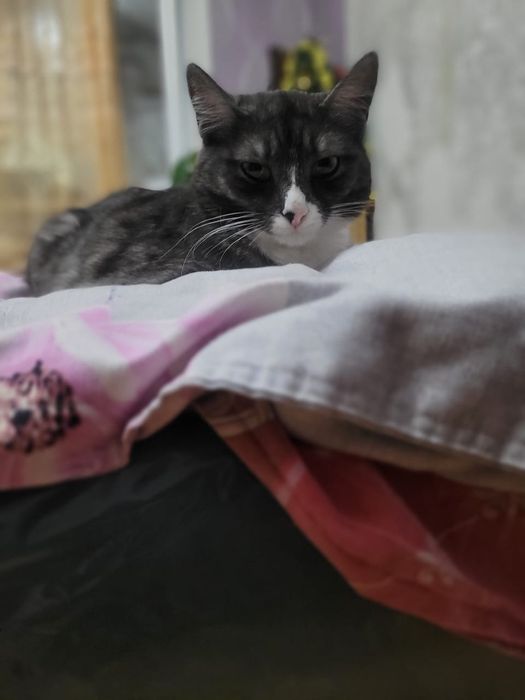 Отдам даром очень хорошие