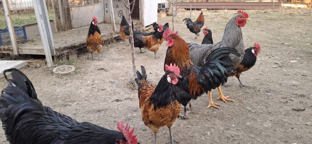 Cocosi Marans,playmount  si Vorwerk