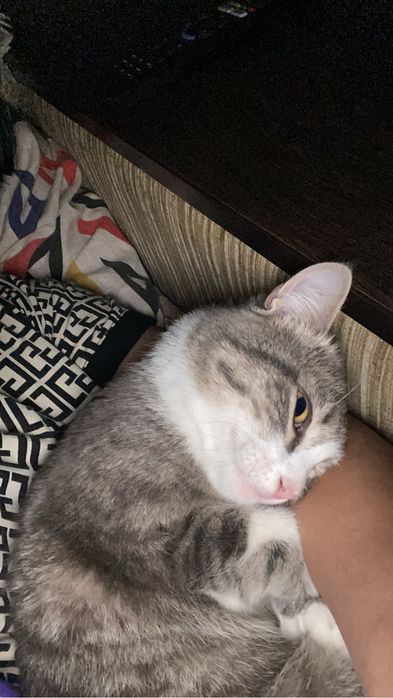 Отдадим в хорошие руки кошечку