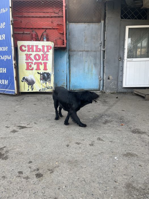 Жоғалған ит - Потеряшка