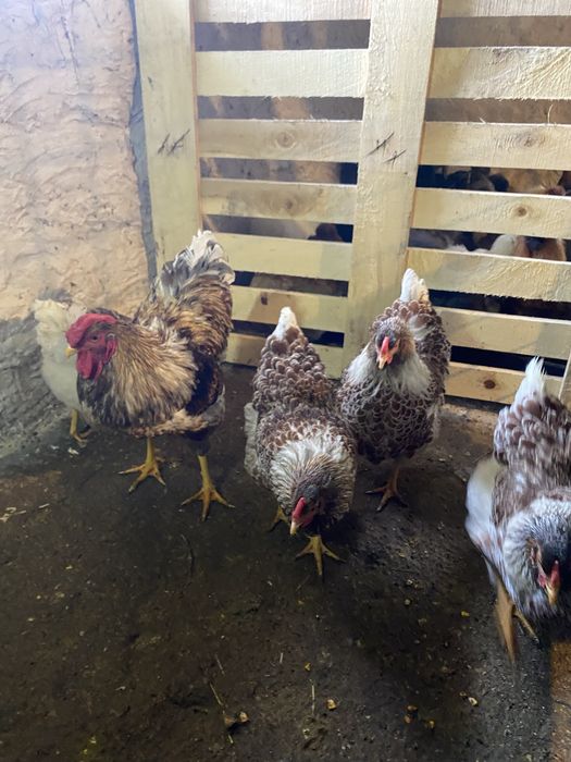 Oua pentru incubat diferite rase