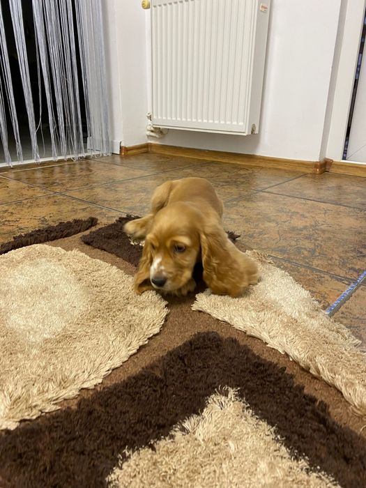 Cocker Spaniel – băiat 2 luni – cu carnet, vaccinuri și deparazitare
