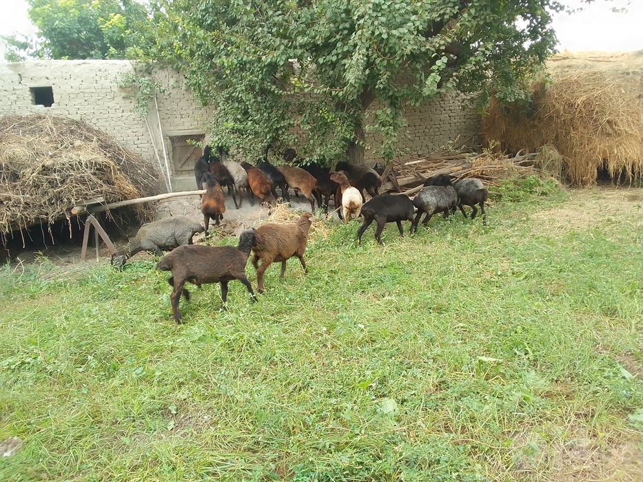 Qo'ylar sotiladi
