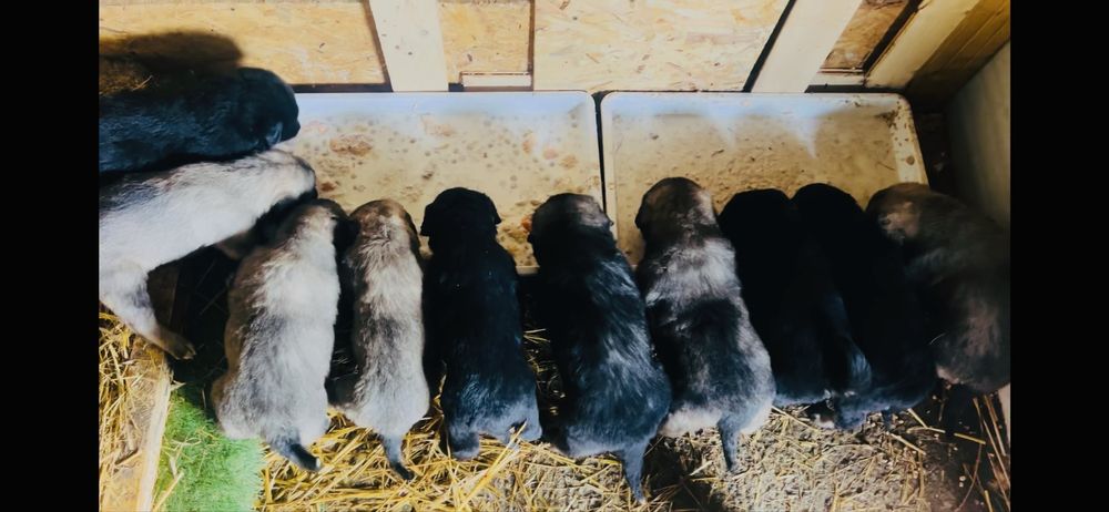 Donez caine ciobanesc  corb