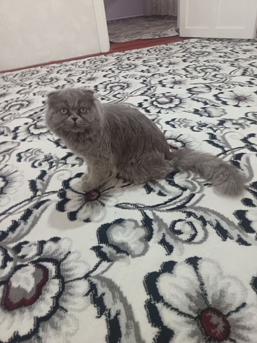 Zotli mushuk sotiladi