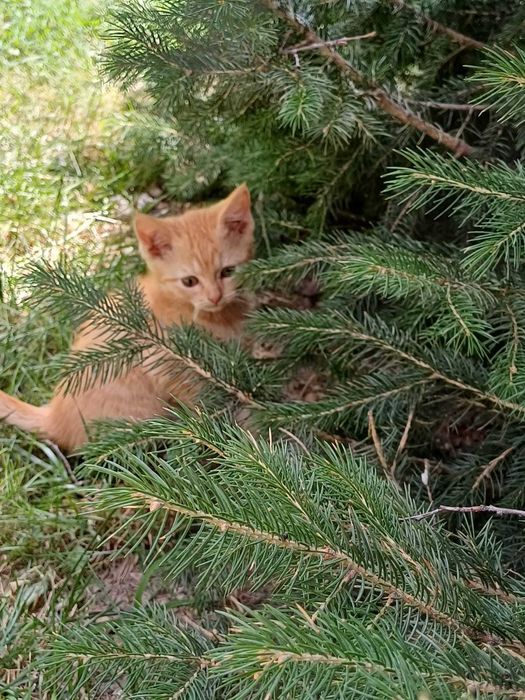 Котята 2,5 месяца