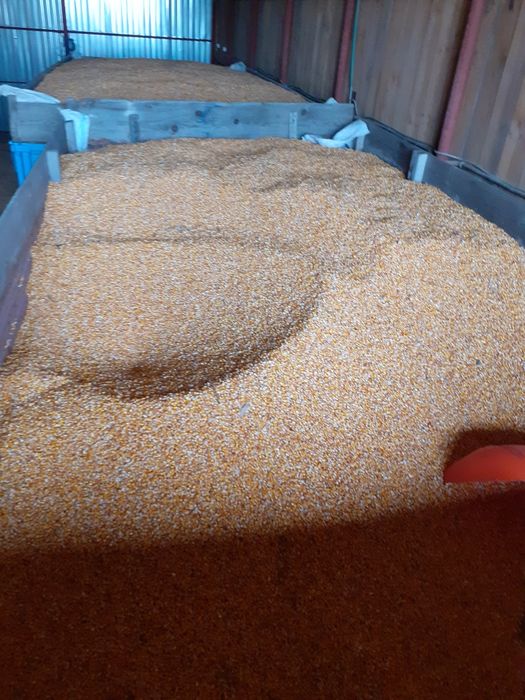 Vand porumb fundulea si triticale