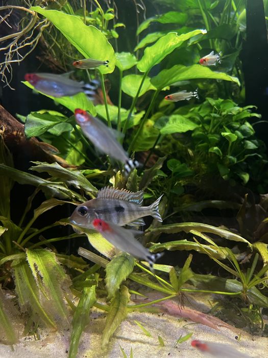 Pesti acvariu scalarinsi geophagus