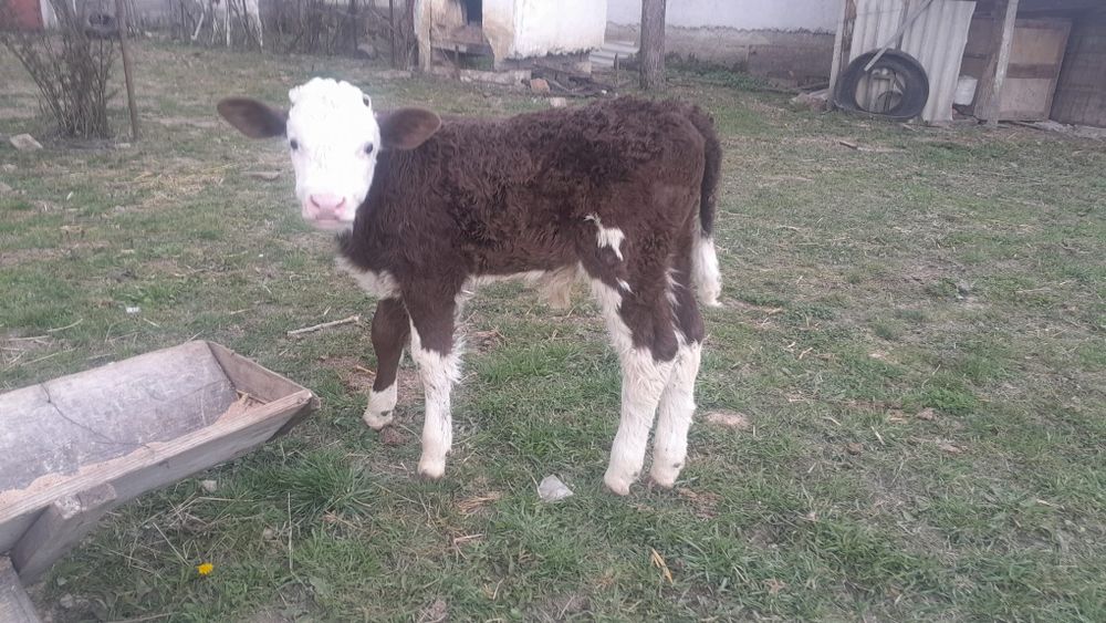 De vânzare viței !