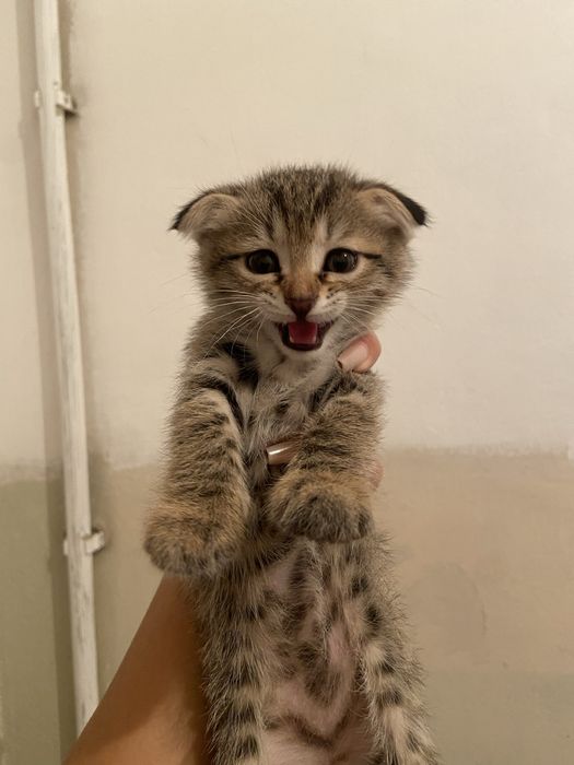 котёнок-девочка срочно в добрые руки