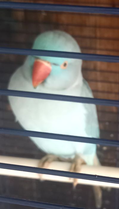 Papagal vorbitor Micul Alexandru+colivie mare+accesorii