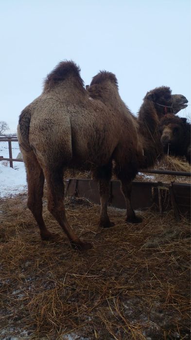 Буаз түйе сатылады