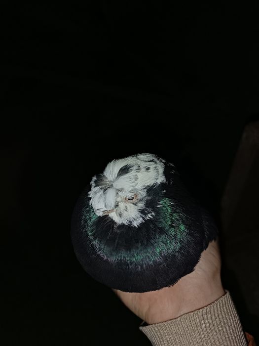 Продаю соч молодой носачубый