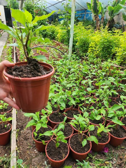 Bugenvilliya arabiski gul