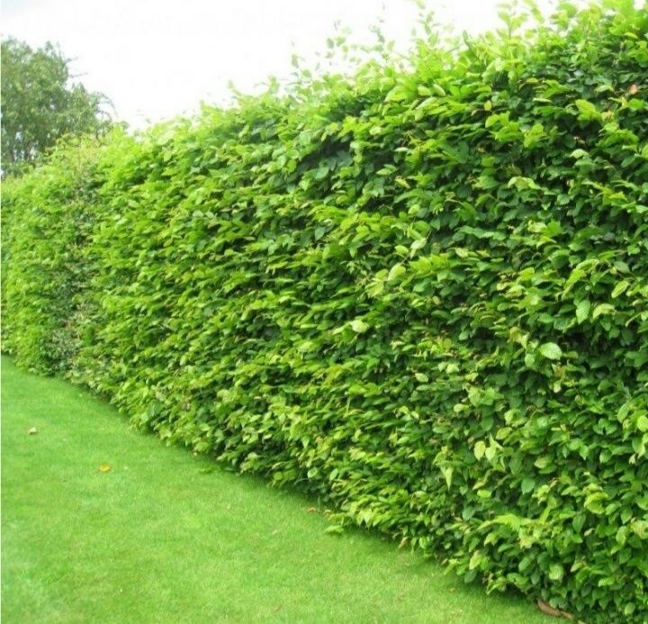 Puieti de fag,carpen,ulm,paltin,etc