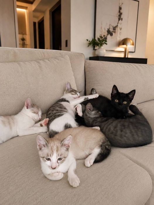 Отдам котят в добрые руки
