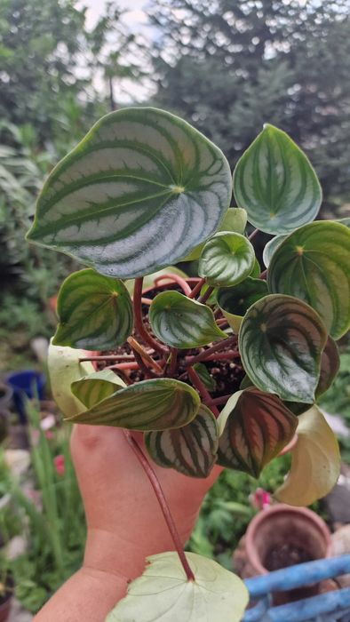 Продам пеперомии арбузную и пилею