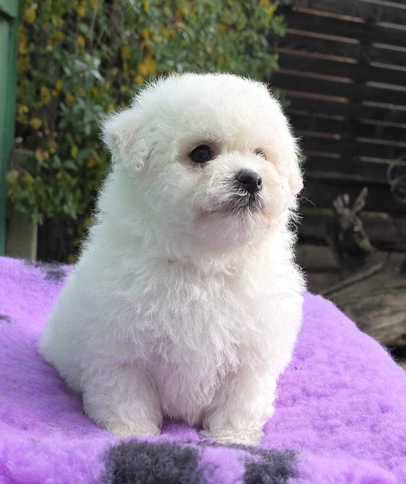 Bichon Frise  cu pedigree FCI