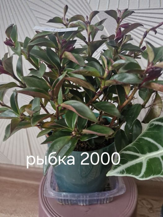 Бөлме гұлдері Актау