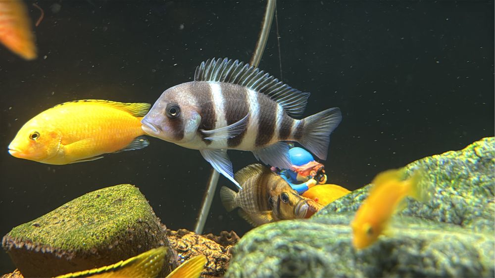 Продам африканских цихлидов озера Таньганьика Фронтозы