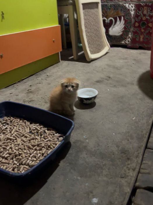 Котята ласковый хорошый
