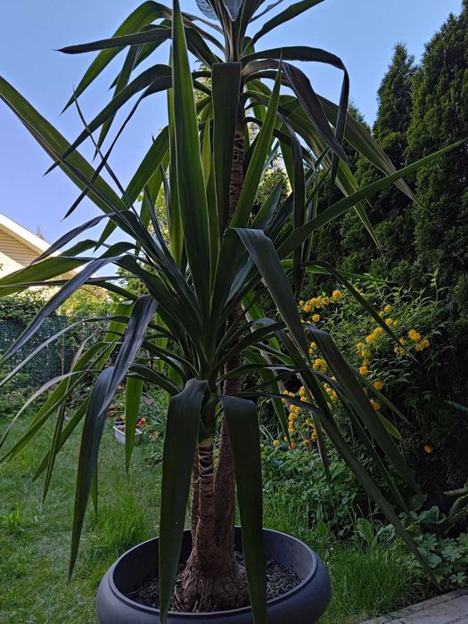 Две растения - канарска финикова палма и юка