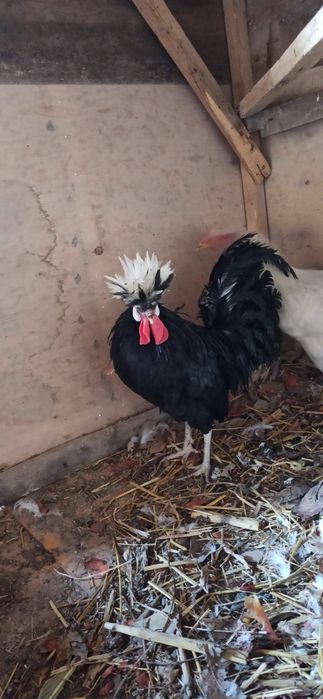 Декаративни хуруз сотилади