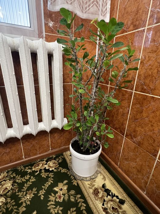 Комнатные цветы Разных сортов