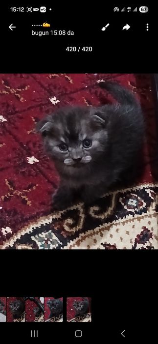 Britanskiy mushukchalar qulogʻi  yotgan 1mlndan.