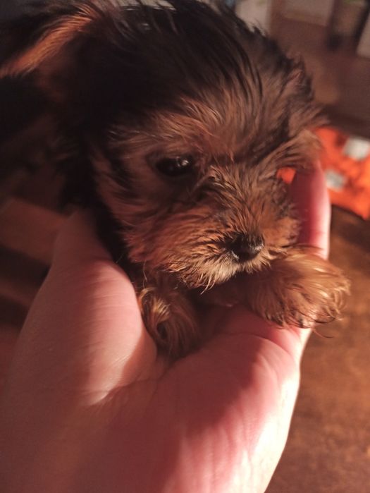 Красивые щенки Йорка