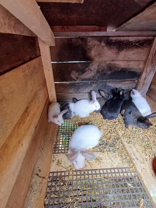 Vând iepuri urias german