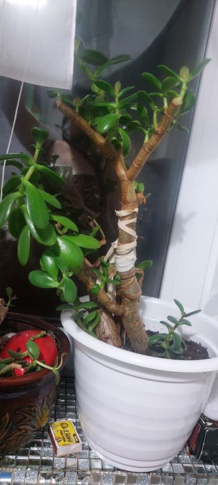 Денежное дерево продам