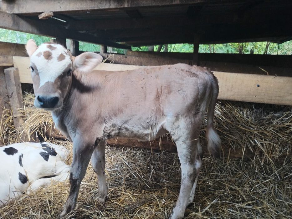 Vând Taurus și vițică