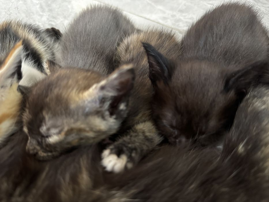 Котенок котята бесплатно кот кошка