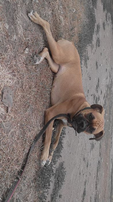 Вязка сучка немецкий боксер