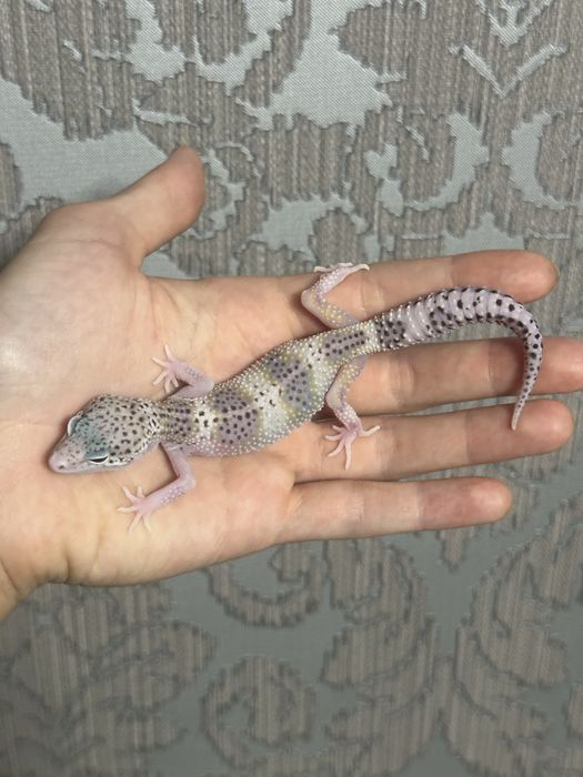 Эублефар малышь самец