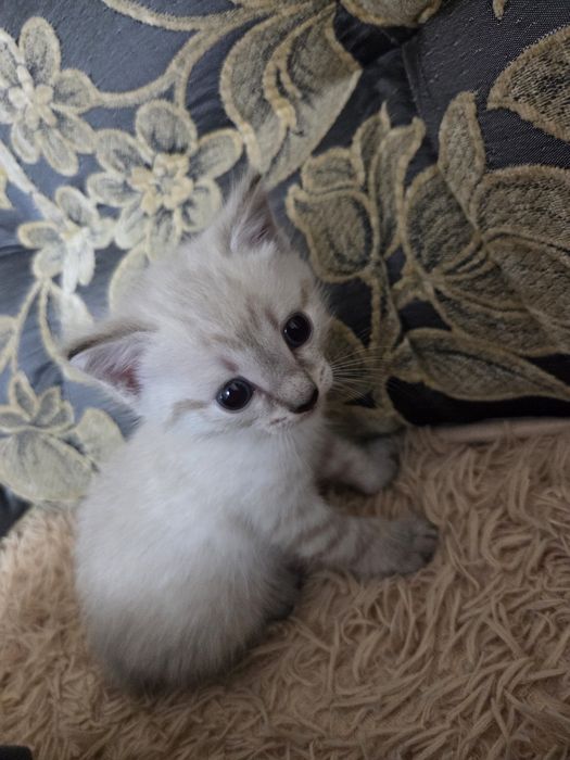 Отдам в добрые руки котенка