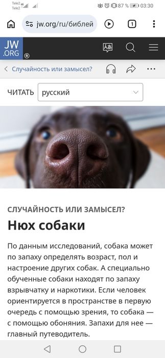 Терьер! маленький, преданный, лающий, приученный!
