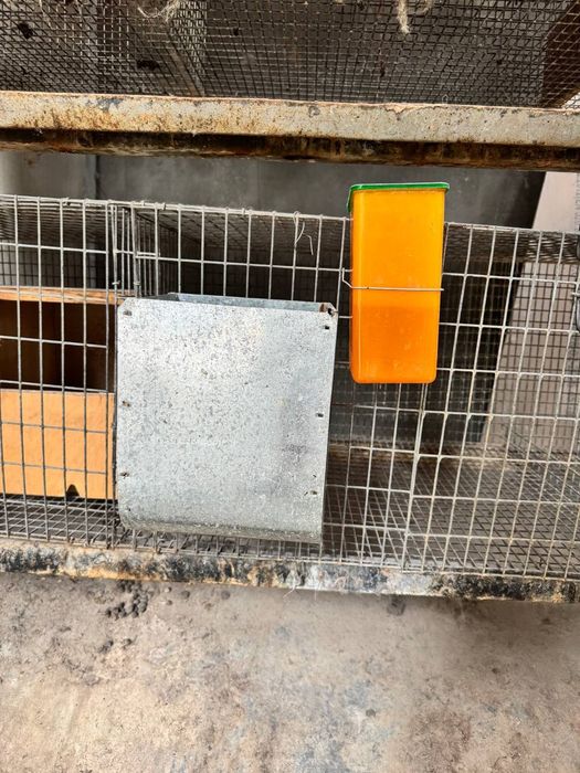 Chiroyli latviyaliklar