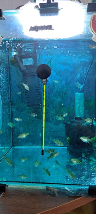 Продам рыбок барбарис огненный