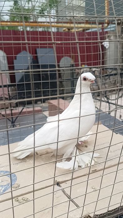 Голуби белый самец