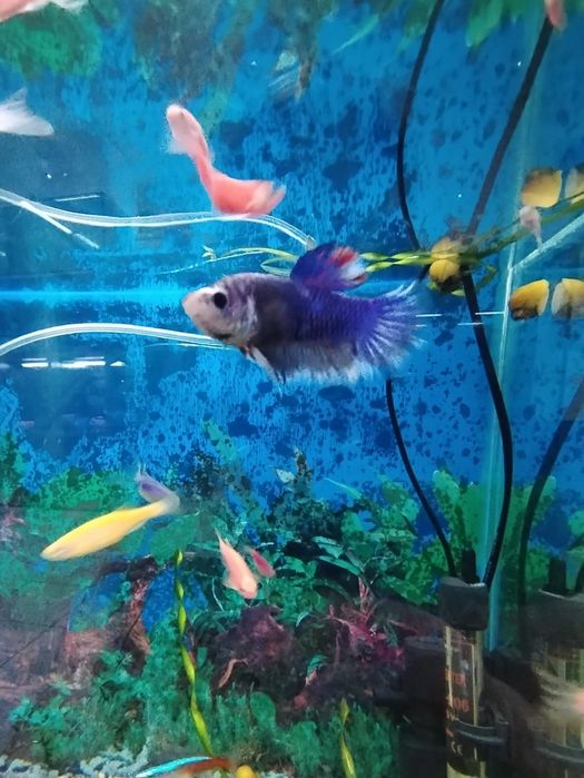 Продам аквариумные рыбок