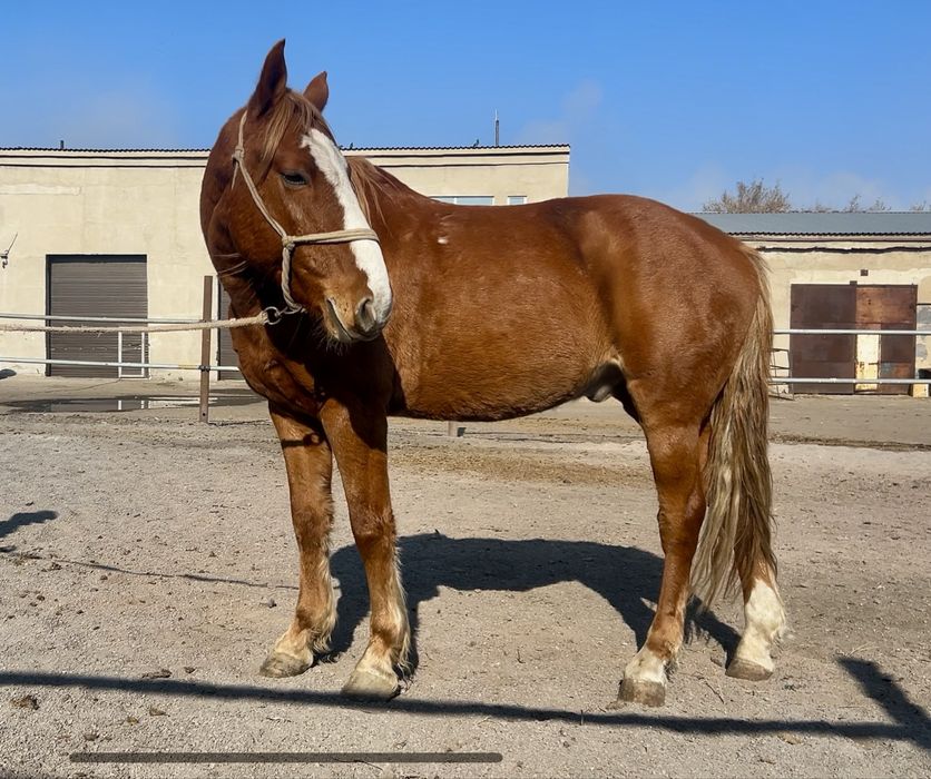 Кустанайский мерин ,  6 лет , под седло