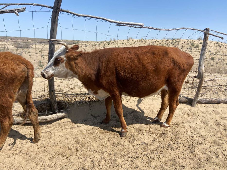 Коровы с пастбища