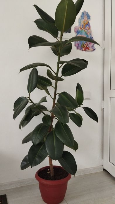 Продам цветы комнатные