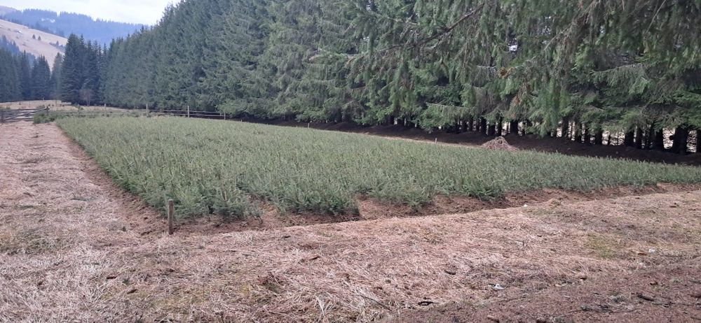 Puieti salcâm Frasin paltin fag carpen plop salcie brad molid pin arin